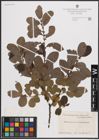 Foto von Salix atrocinerea Brot. x Salix aurita L. x Salix phylicifolia L.